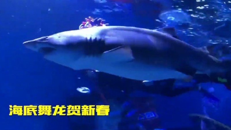 【潜水员海底舞龙贺新春】2月8日,武汉海昌极地海洋公园海底隧道内,潜水员将传统习俗中的舞龙