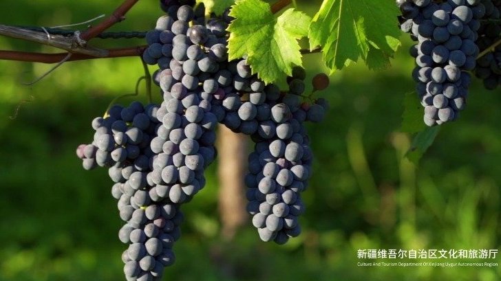 吐鲁番是中国最大的葡萄生产基地,数千年的葡萄种植史,为这里积累下600多个葡萄品种,品种如