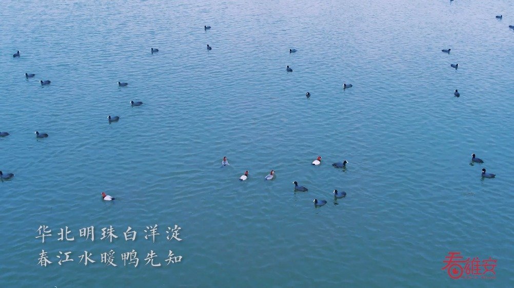 【大批候鸟陆续抵达雄安白洋淀】“春江水暖鸭先知。”一到春天,大批候鸟陆续抵达白洋淀,开始筑