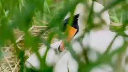 【被毛茸茸的小天鹅治愈郑州龙湖最可爱的天鹅一家子上了国展】近日,河南省摄影家协会会员欧军战