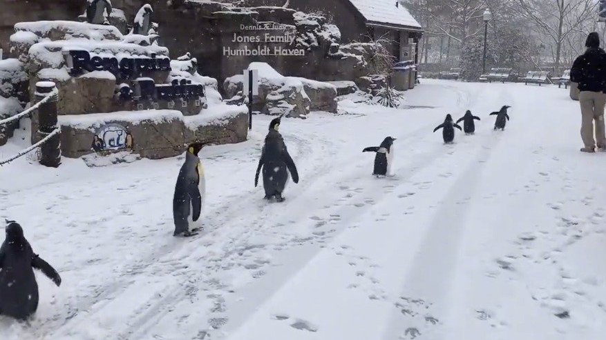 动物园的企鹅们在大雪中散步,还去探望了北极熊和棕熊……有点可爱啊twi:stlzoo&nbsp;