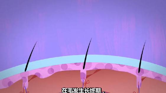 【为什么有的人会秃顶?】达尔文、乔丹和尤达有什么共同点?他们和许许多多智慧的历史人物一样都