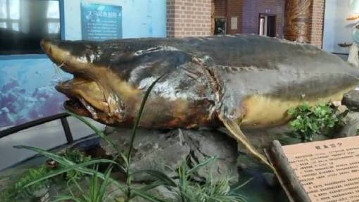 【巨型标本!国内最大鳇鱼标本108岁重1128斤,制作长达半个月】黑龙江佳木斯,抚远鱼博馆