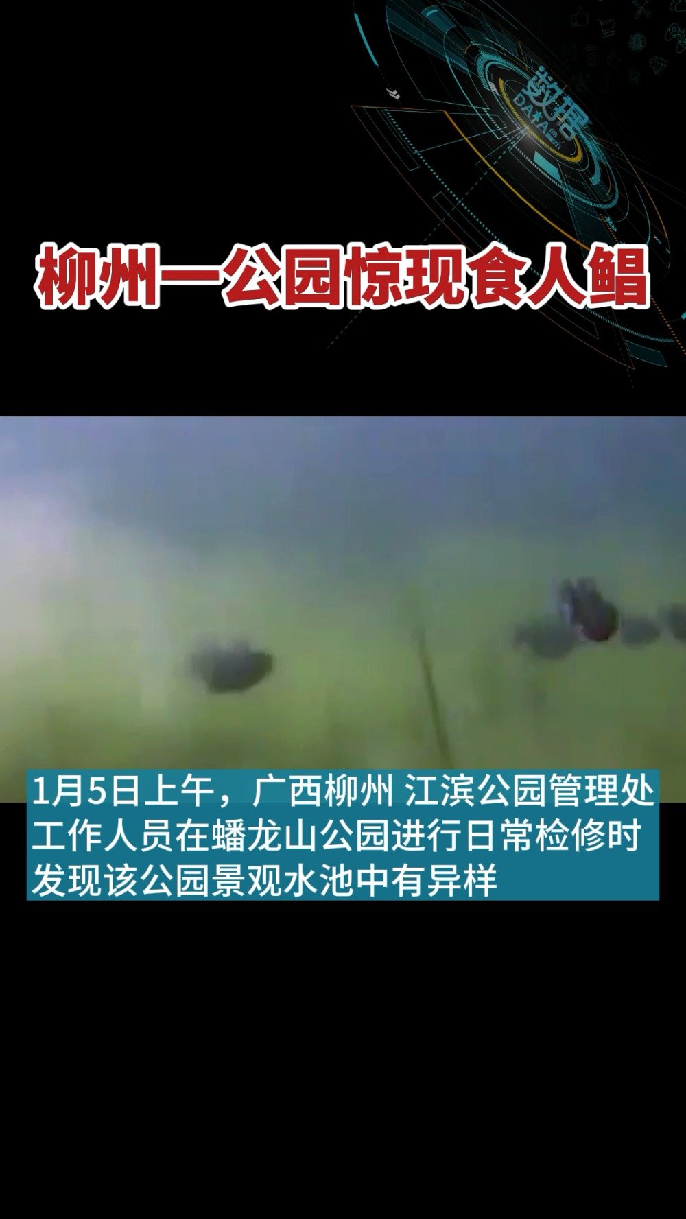 【柳州一公园惊现食人鲳 】柳州一公园现外来入侵物种食人鲳据柳州晚报消息,1月5日上午9时许