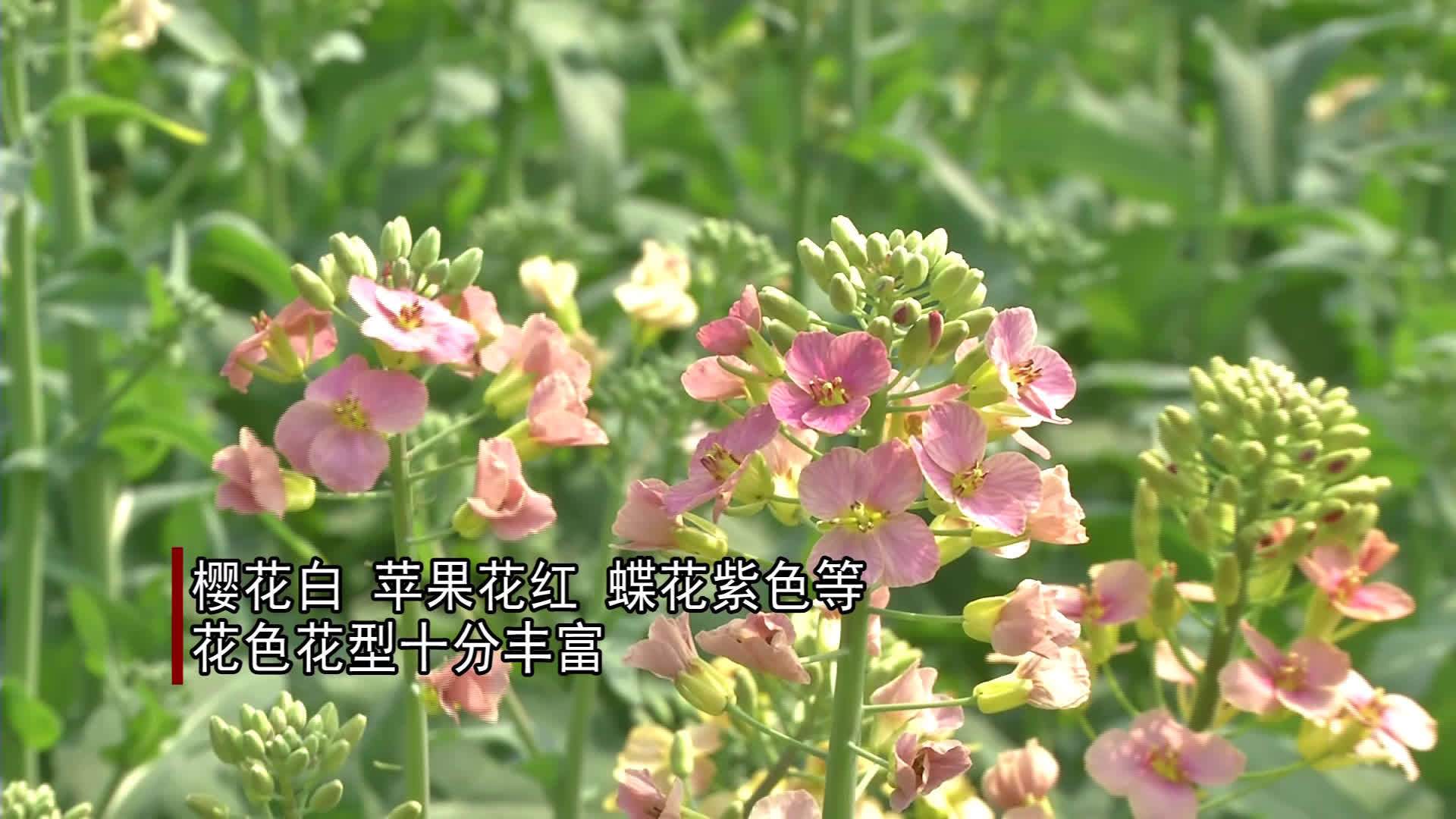 【经开区:”8色油菜花 扮“俏”七彩春天】一提到油菜花,几乎所有人印象中都是黄色的。但在江
