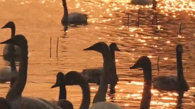 初冬夕阳下天鹅缱绻满湖诗意【黄河岸边芦花飞舞天鹅成群美如画[微风]】初冬,河南省三门峡市天