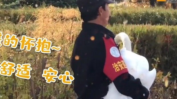 【谁还不是个宝宝了!天鹅水中排队等抱抱】近日,内蒙古某高校内的一群天鹅萌翻众人,它们在水中