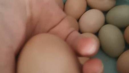 小鸡仔在蛋壳里叫呢