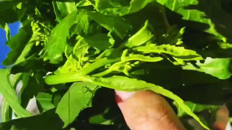 #一口云南味道# 【食春,等不及的第一口】 “不时不食,适时而食”,这是春城人的智慧。鲜花